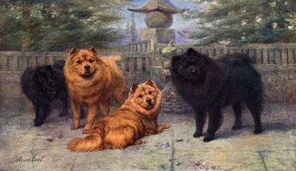Cztery Czempiony Chow-Chow należące do Pani Scaramanga